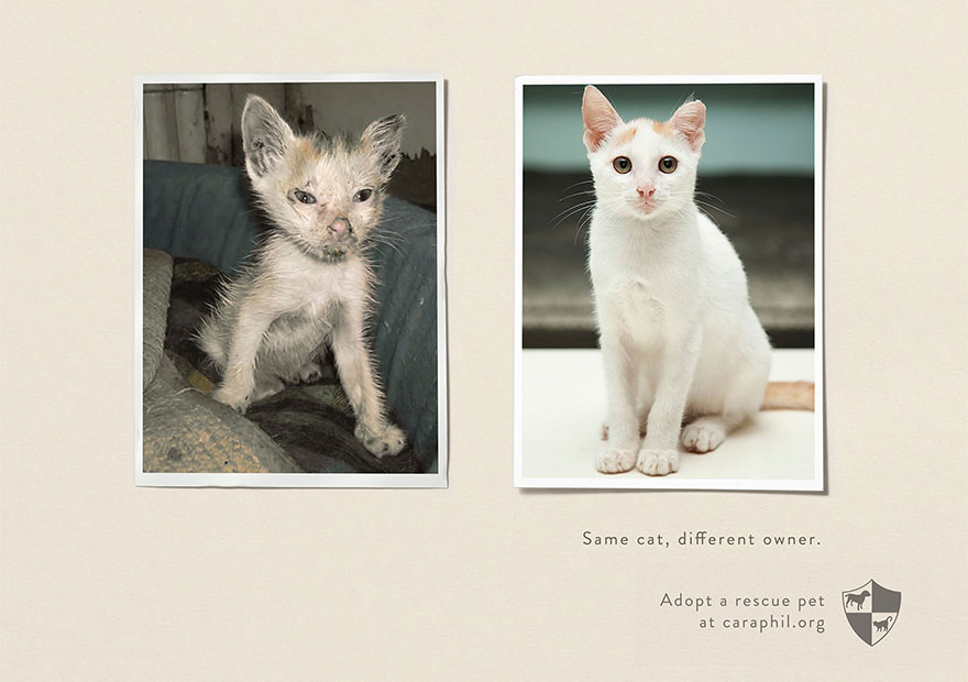 Same Pet, Different Owner. Adopt A Rescue Pet - Caraphil