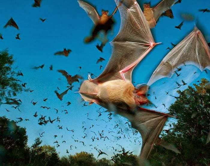 Free-tailed-Bats