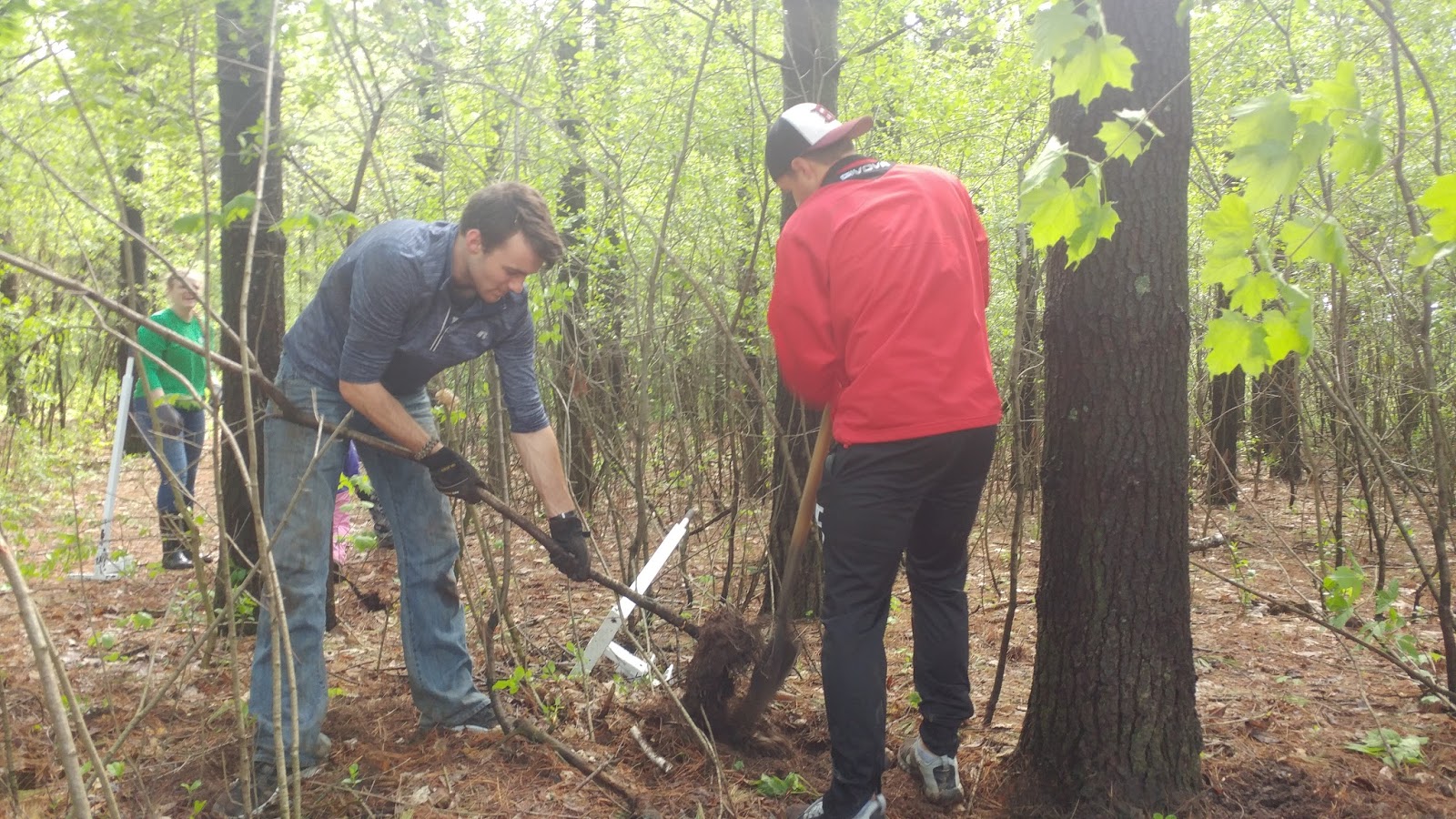 Mr. Moore Buckthorn Removal at School Forest