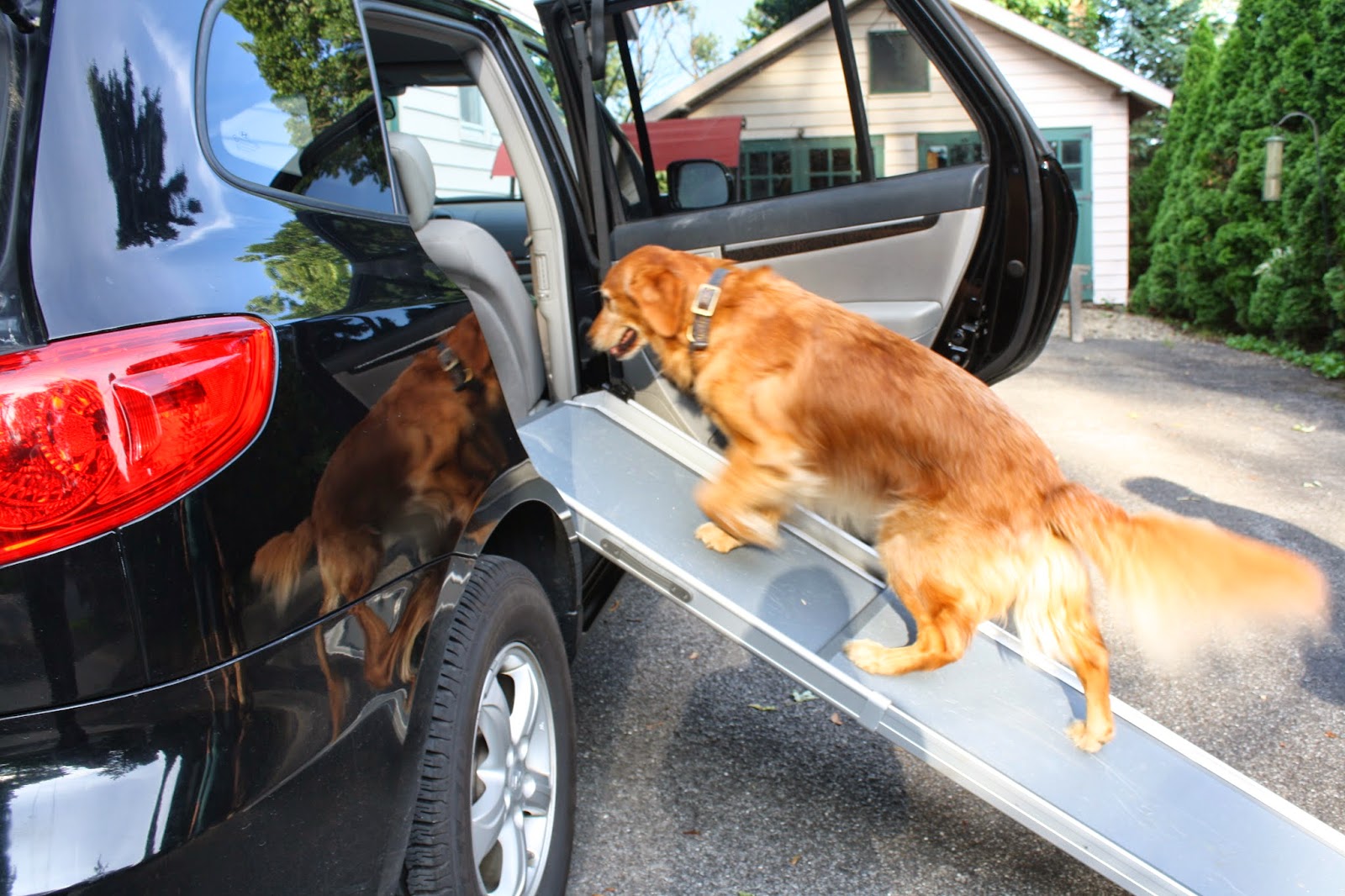 Pet Ramp For Car >> The Writer's Dog: Fun on the Go--Solvit Ramp and Side Door Pet Ramp For Car >> The Writer's Dog: Fun on the Go--Solvit Ramp and Side Door