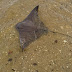 DSC_2804.JPG