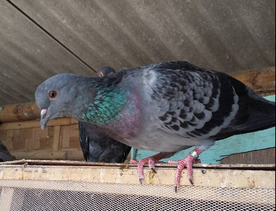 Cara Mengetahui Karakter Merpati Dengan Warna Bulunya Den Family