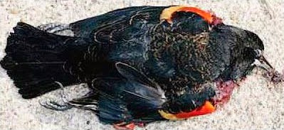 Mysterious death of a bird in Jatinga