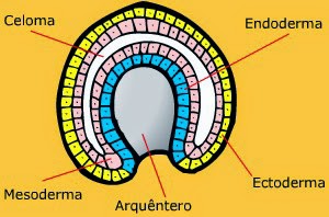 EMBRIOLOGÍA
