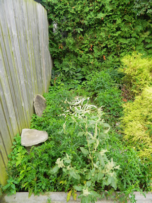 Leslieville Back Garden Cleanup Before by Paul Jung Gardening Services--a Toronto Gardening Company Leslieville Back Garden Cleanup Before by Paul Jung Gardening Services--a Toronto Gardening Company