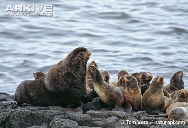 Northern fur seal