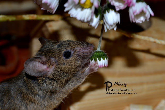 Murmel liebt Gänseblümchen. Und Roggen. Und Mehlwürmer. Und, und, und ... Farbmausweibchen Murmel mag Gänseblumen