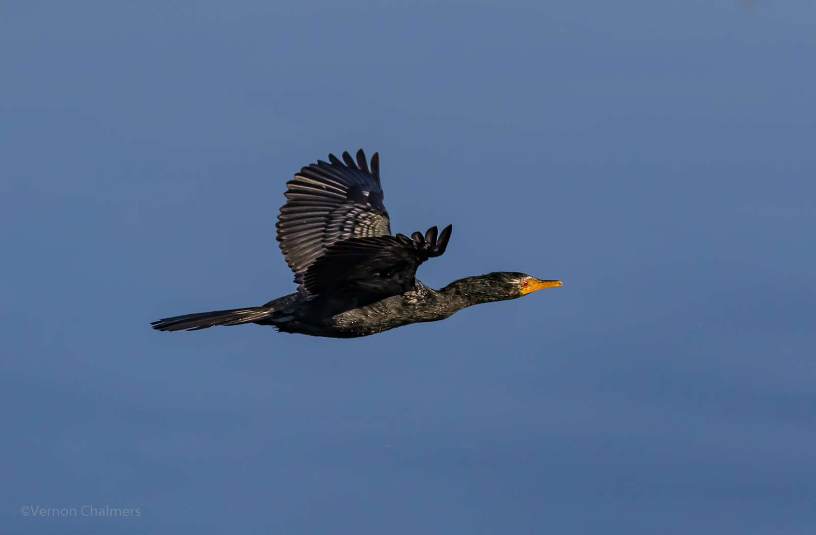 Vernon Chalmers Photography Reed Cormorant In Flight Woodbridge