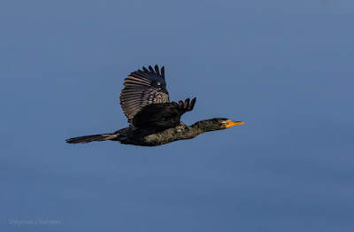 Reed Cormorant in Flight : Milnerton Lagoon / Woodbridge Island, Cape Town