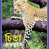 Bangla Translated Ebook Named Chita By Rene Guillot