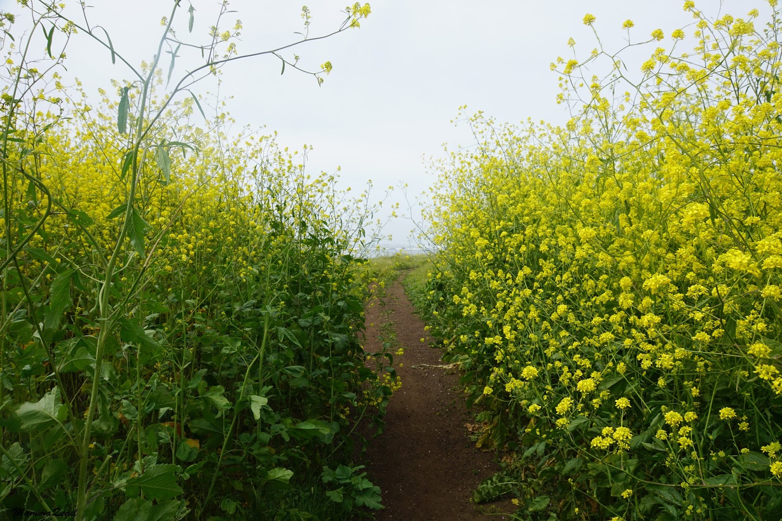 Mamma Quail Hiking California Hiking the Shoreline at Estero Bluffs