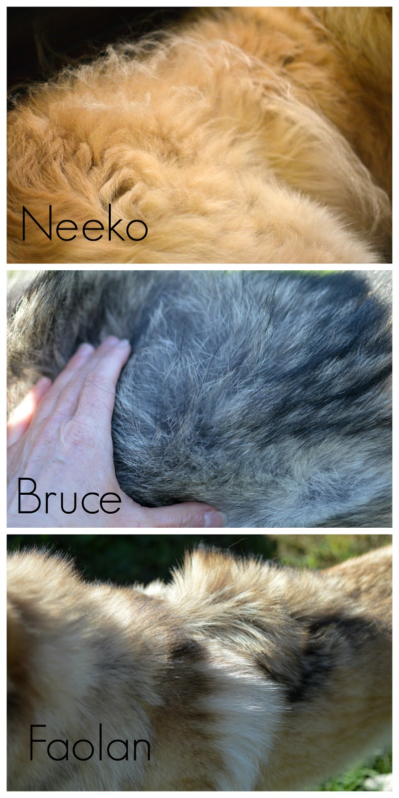 My Rotten Dogs Northern Breed Coat Care Featuring Nourish by Isle of Dogs