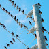 Kenapa Burung tidak Kesetrum Hinggap di Kabel Listrik ?