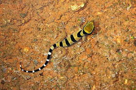 Langkawi nature gecko