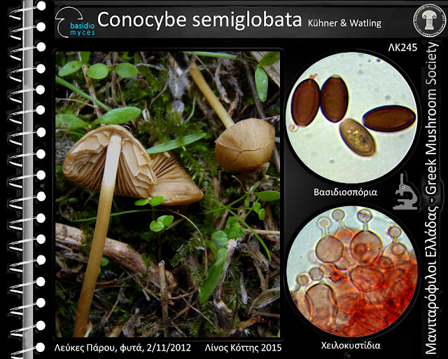 Conocybe semiglobata Kühner & Watling