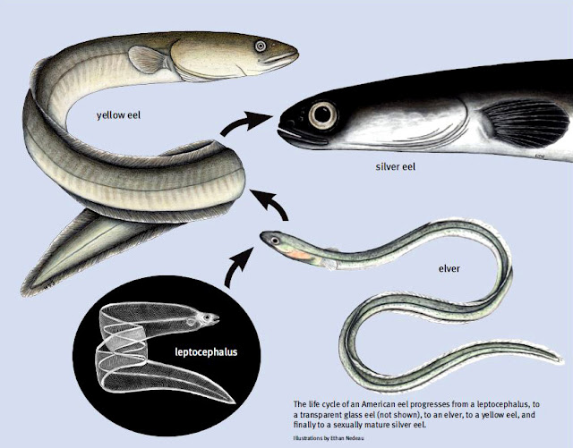 Notes from Halibut Point: Some Intimacies about Eels