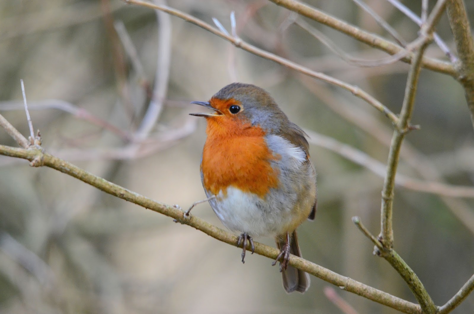 September Song Robins and territory. Irish Garden Birds