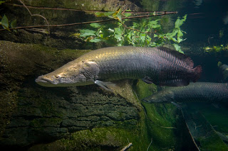 Arapaima 5 Besar Ikan Purba yang Masih Ada di Dunia
