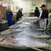 Tuna Production Line Processing to Make Canned Tuna