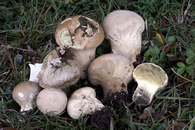 Lycoperdon excipuliforme