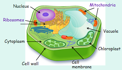 BIOLOGY NOTES FOR MATRIC STUDENTS: a cell