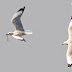 The Chase for Food by one to another Brown-headed Gull