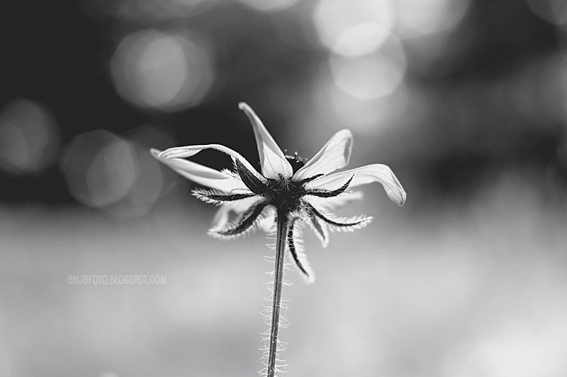rudbekia, kwiaty, fotograifa kwiatów, fotografia czarno biała, black and whit, minimalizm, fotografia minimalistyczna, bokeh