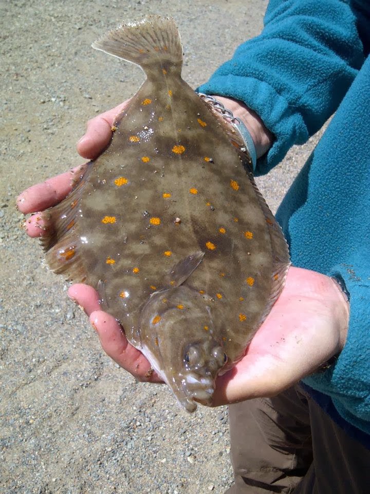 Fishing Jersey Channel Islands St Catherine's Breakwater Fishing Guide
