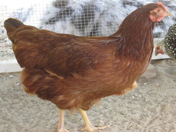 III. Physical Characteristics of the Rhode Island Red Breed
