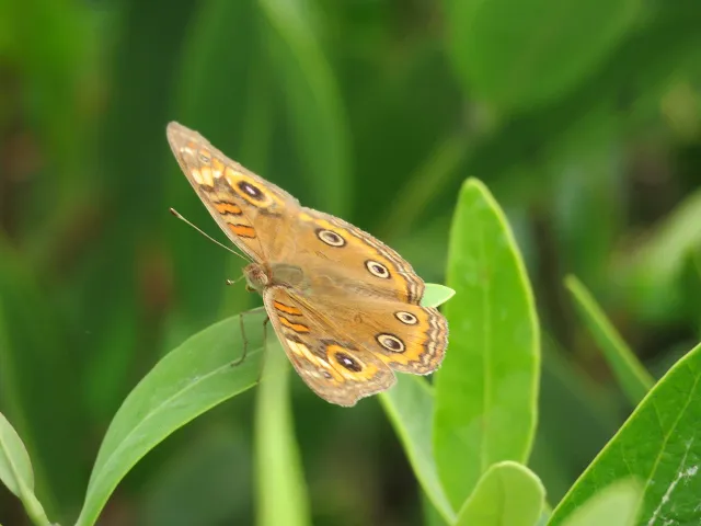 Butterfly spotted on Sanibel Island, Florida