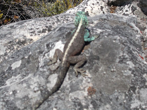 Spotted the "Agama Lizard" on the "Agama Trail" walk on Table Mountain.