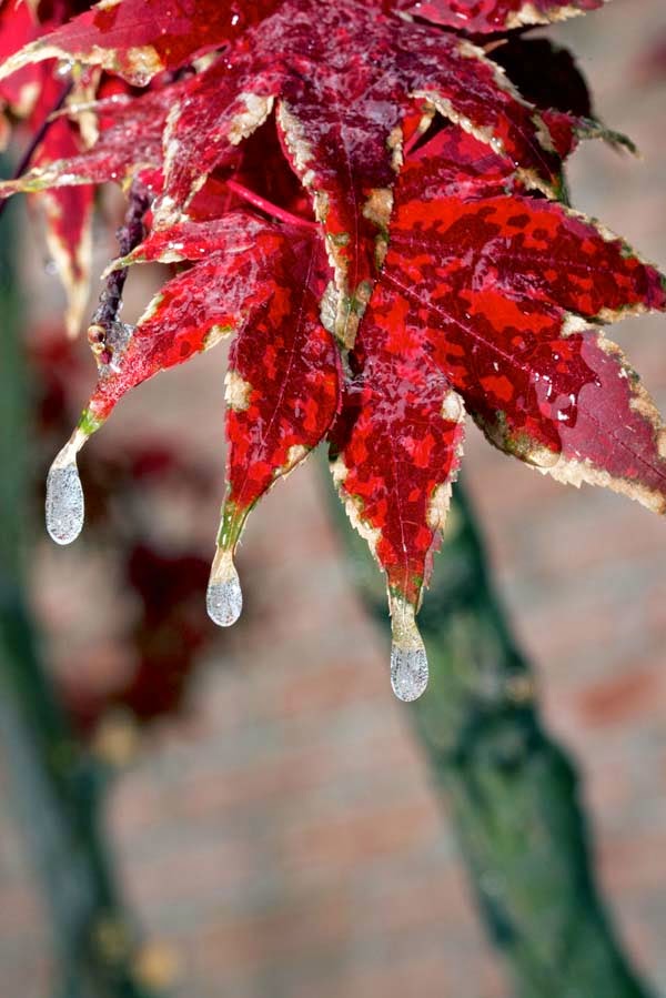 What Happens When An Ice Storm Hits While Flowers Are Still Blooming? Gorgeousness. What Happens When An Ice Storm Hits While Flowers Are Still Blooming? Gorgeousness.