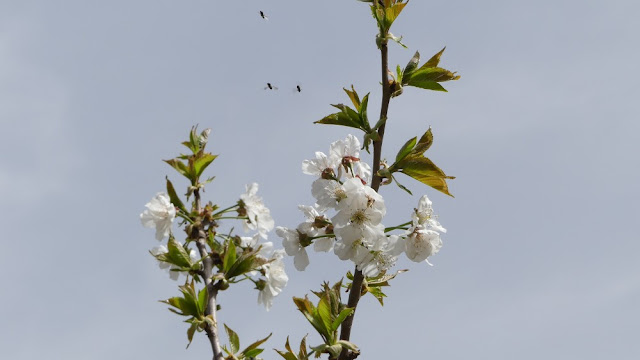 Kirschblüte in Marokko Kirschblüte in Marokko