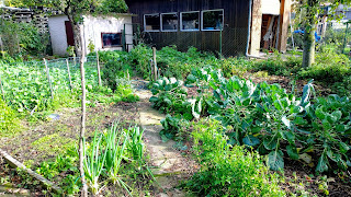 Gemüsegarten, rechts der Rosenkohl (c) by Joachim Wenk Gemüsegarten, rechts der Rosenkohl (c) by Joachim Wenk