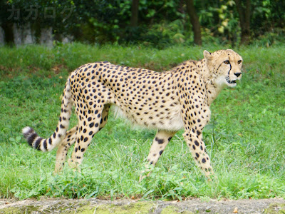 多摩動物公園のチーター