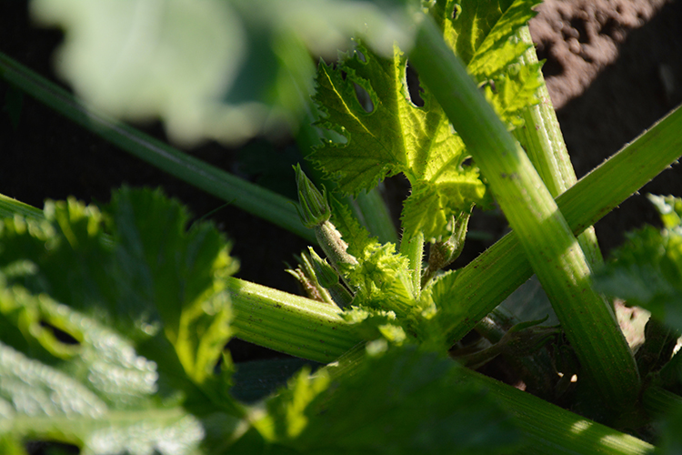Gardening; zucchini | My Darling Days Gardening; zucchini | My Darling Days