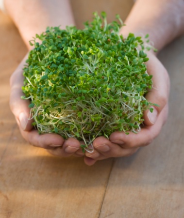 Heaven Can Wait - The Joy of Sprouting