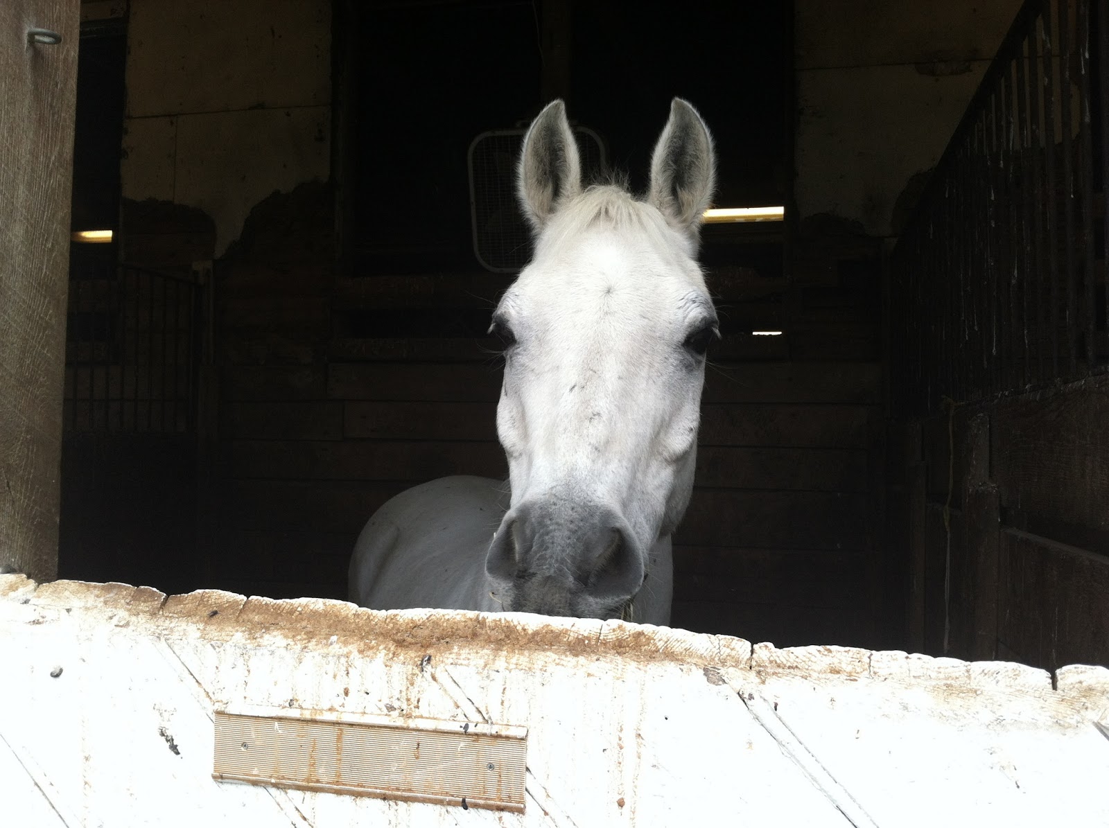 Horse Country Chic Historic Meadowbrook Stables