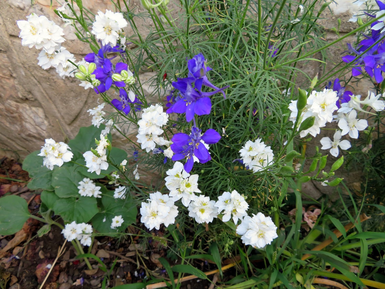 Cittaslow Botanik Park: HEZAREN ÇİÇEKLERİ ( Delphinum - Consolida )