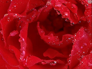 red rose wallpaper