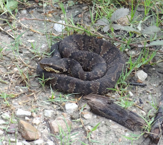 Coiled up snake on gravel road