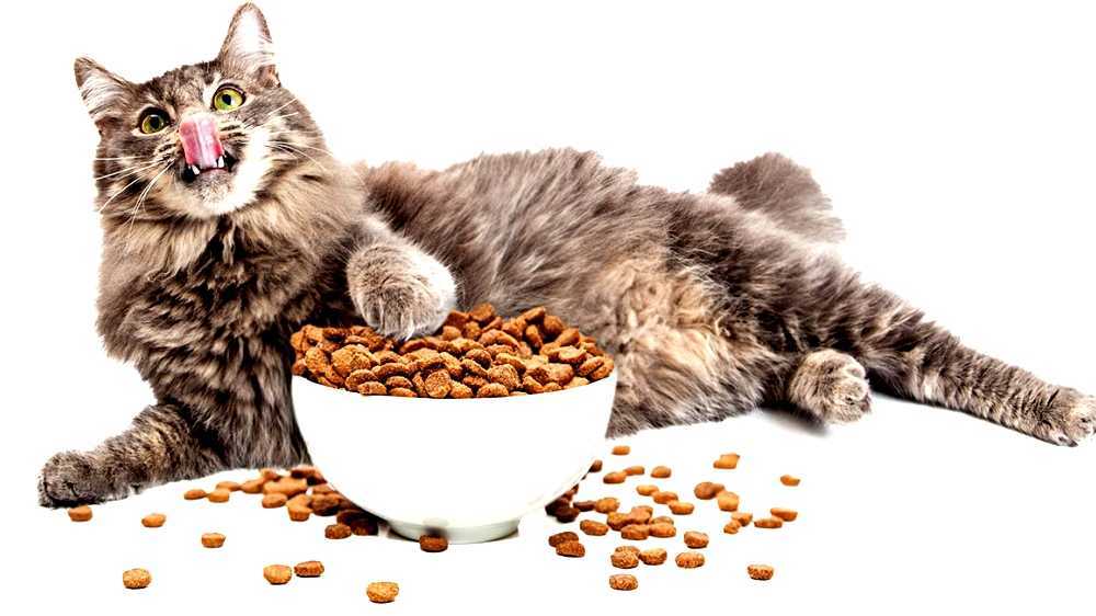 Cat food