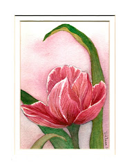 Another Pink Tulip