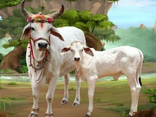 गौरा गाय 