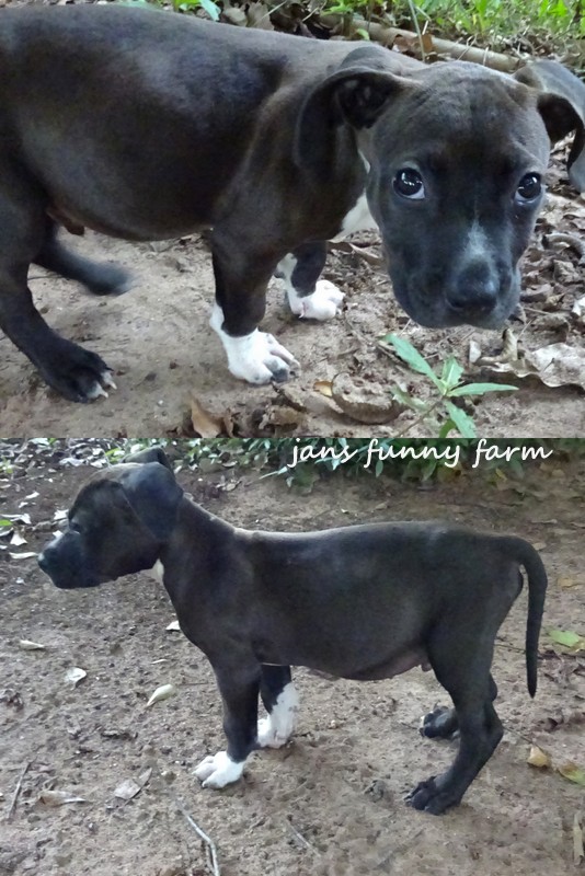 Jans Funny Farm Funny Farm Hotel