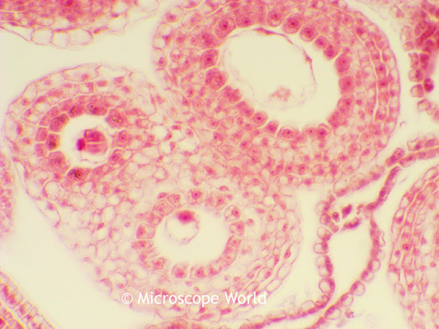 Capsella of bud microscopy image.