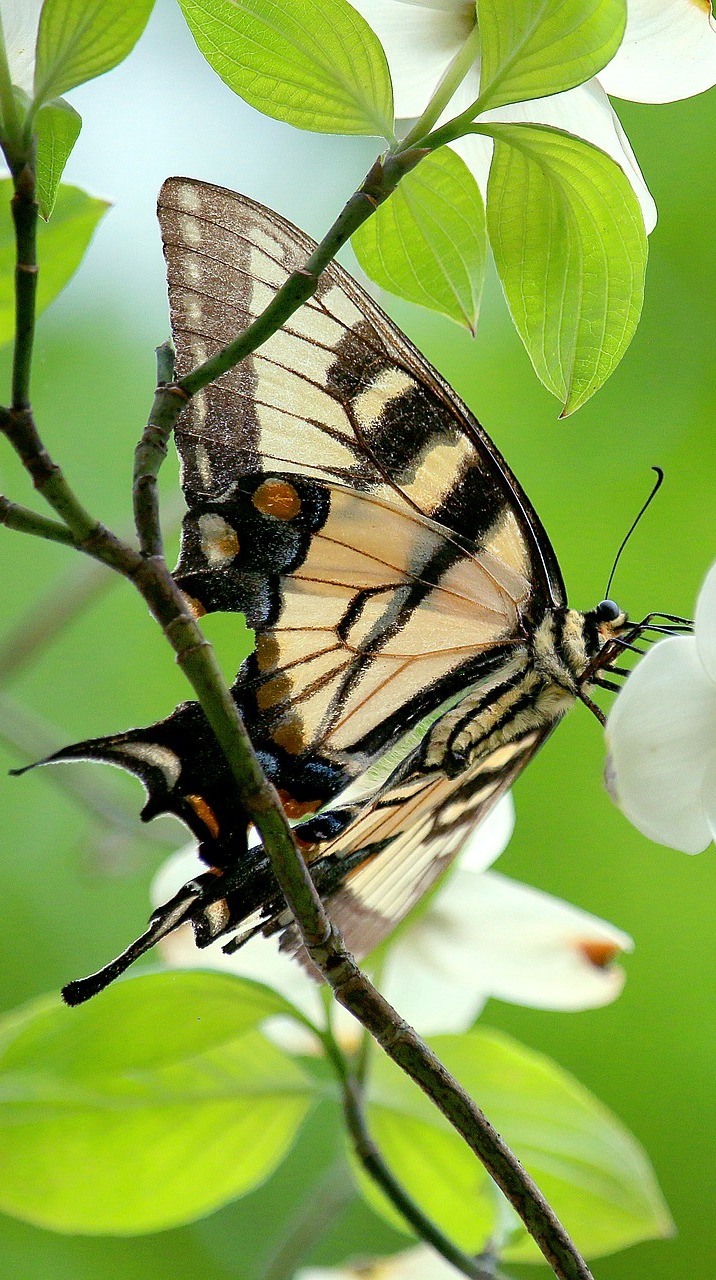 A swallowtail butterfly on a white flower plant. A swallowtail butterfly on a white flower plant.