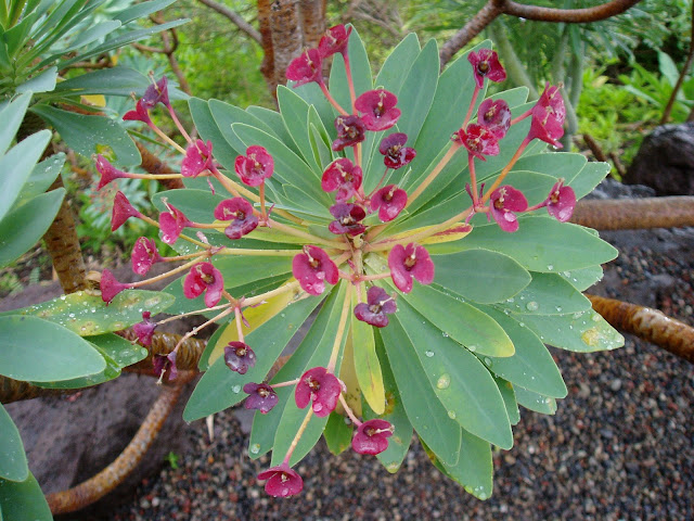 TABAIBA MAJORERA: Euphorbia atropurpurea