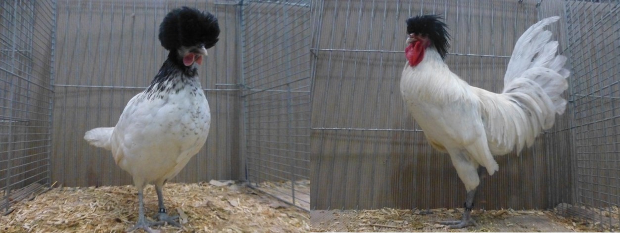 Große weiße Hähne picken