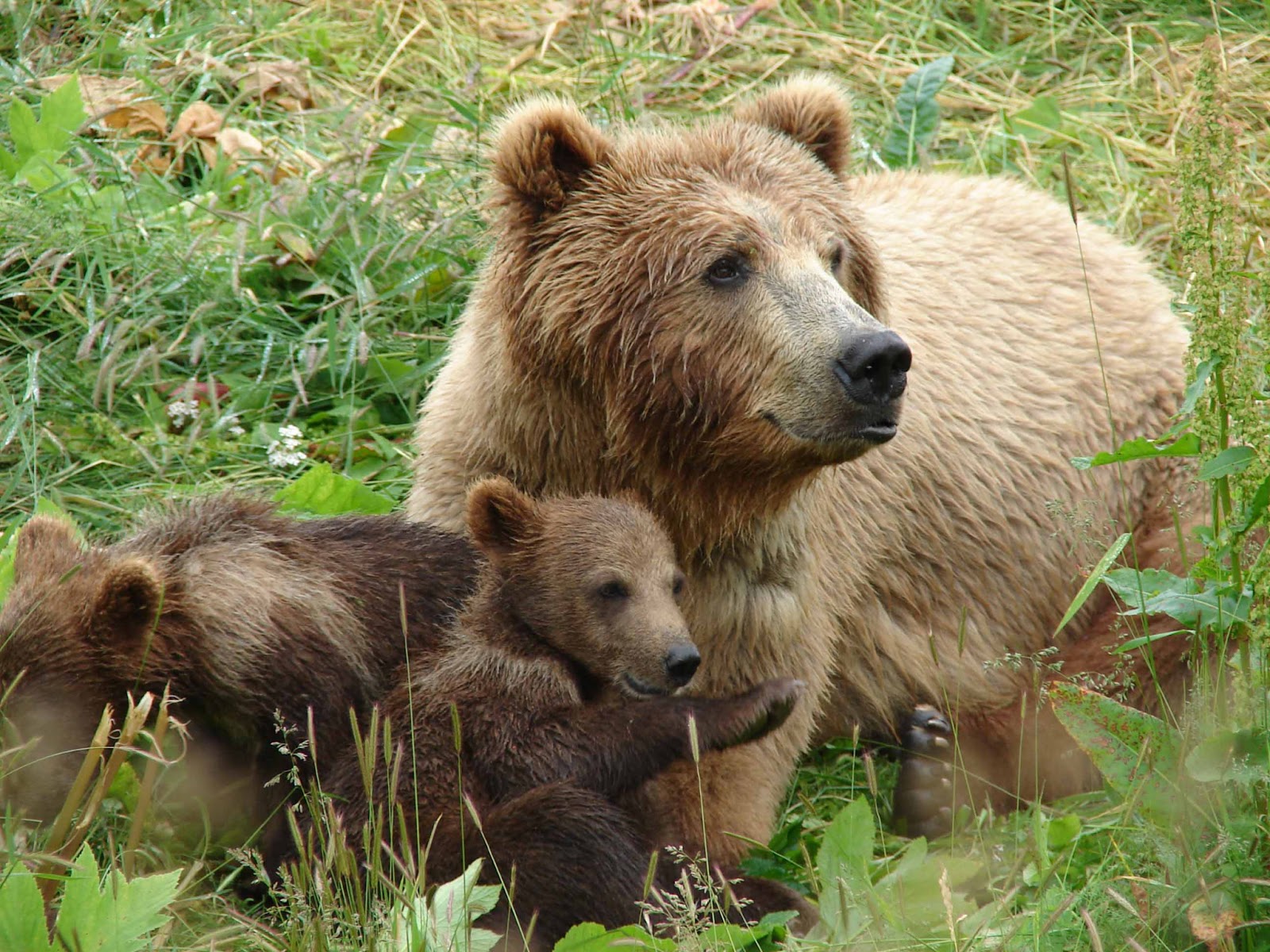Mom s Peace Bites Don t Mess With Mama Bear 